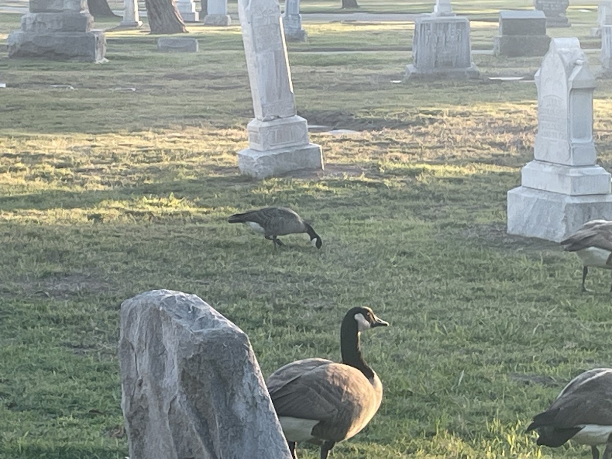 Cackling Goose - ML625667341