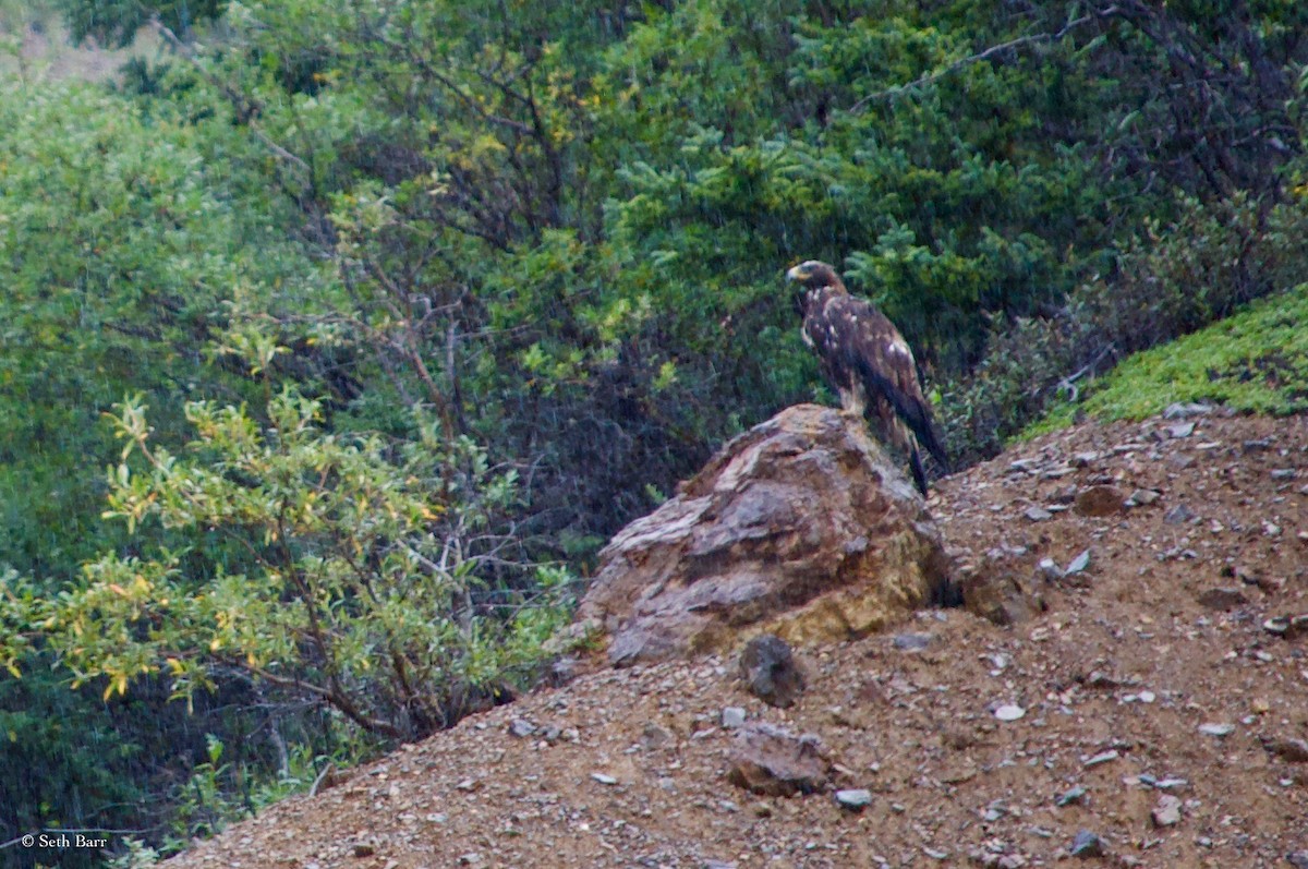 Golden Eagle - ML625667479