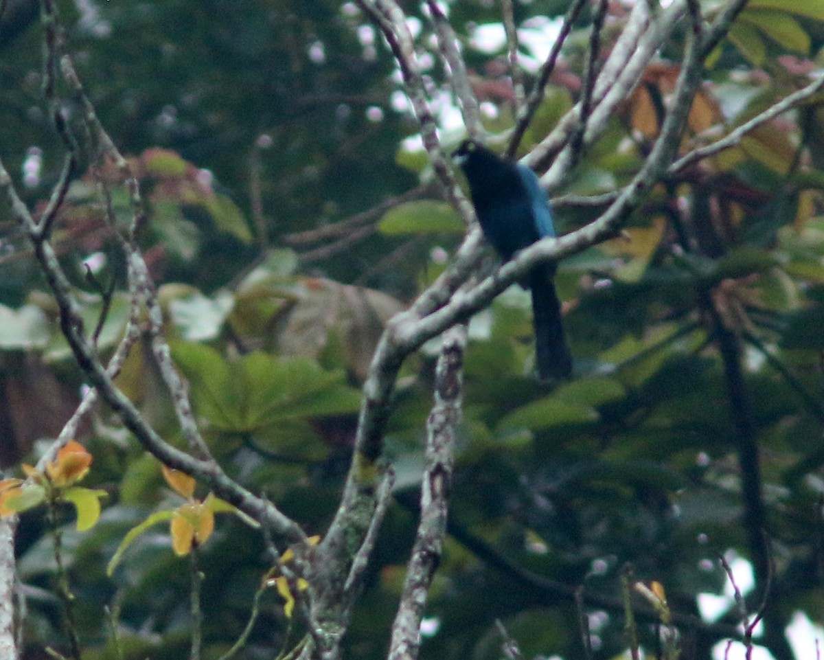 Bushy-crested Jay - ML625667618