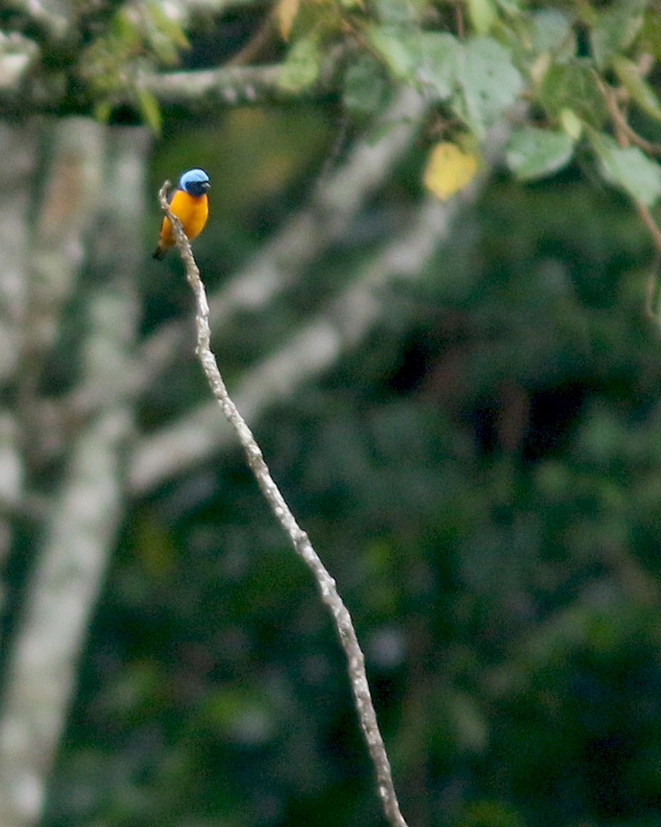 Elegant Euphonia - ML625667630