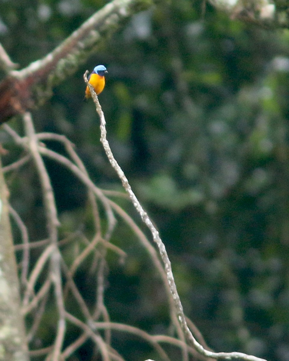 Elegant Euphonia - ML625667631
