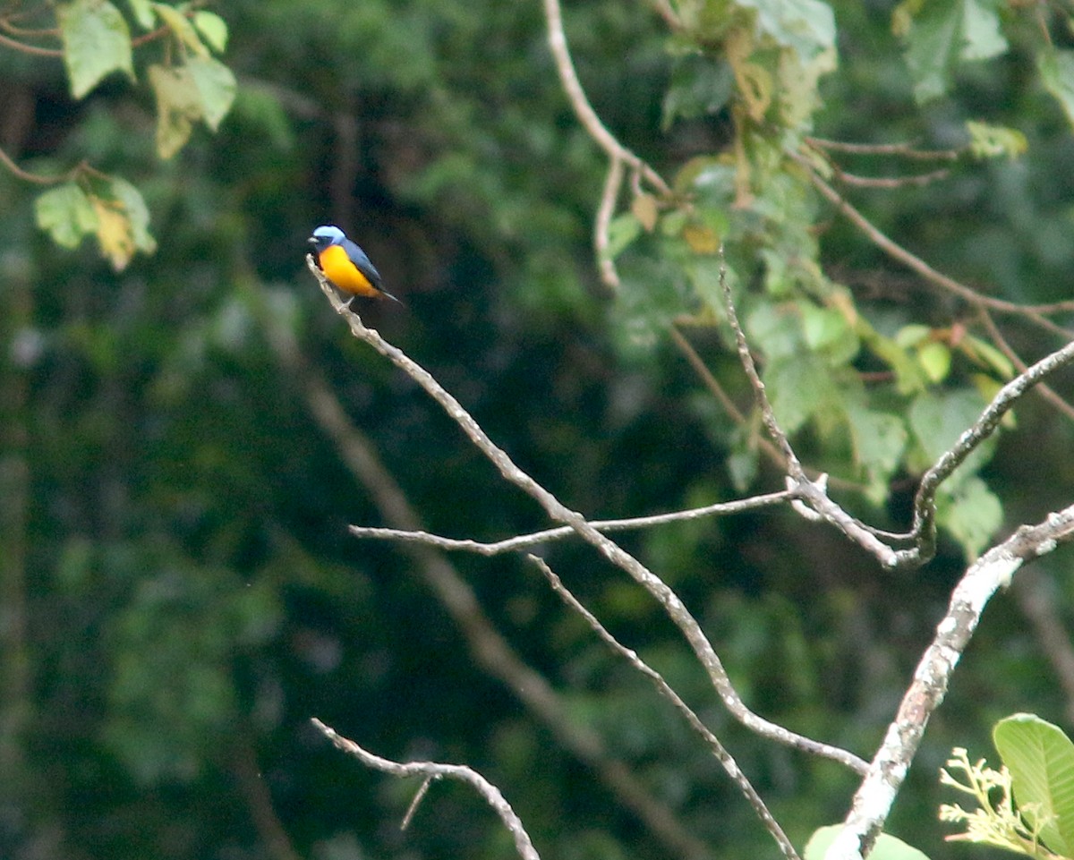 Elegant Euphonia - ML625667632
