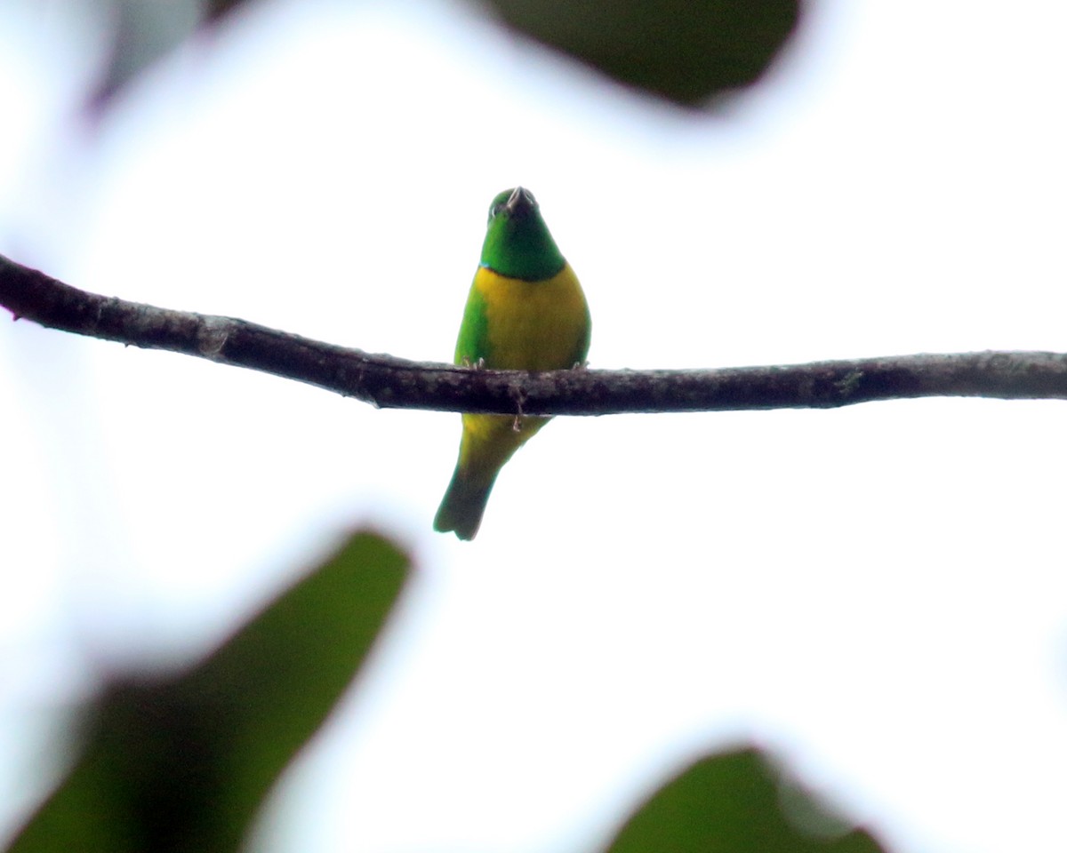 Blue-crowned Chlorophonia - ML625667635