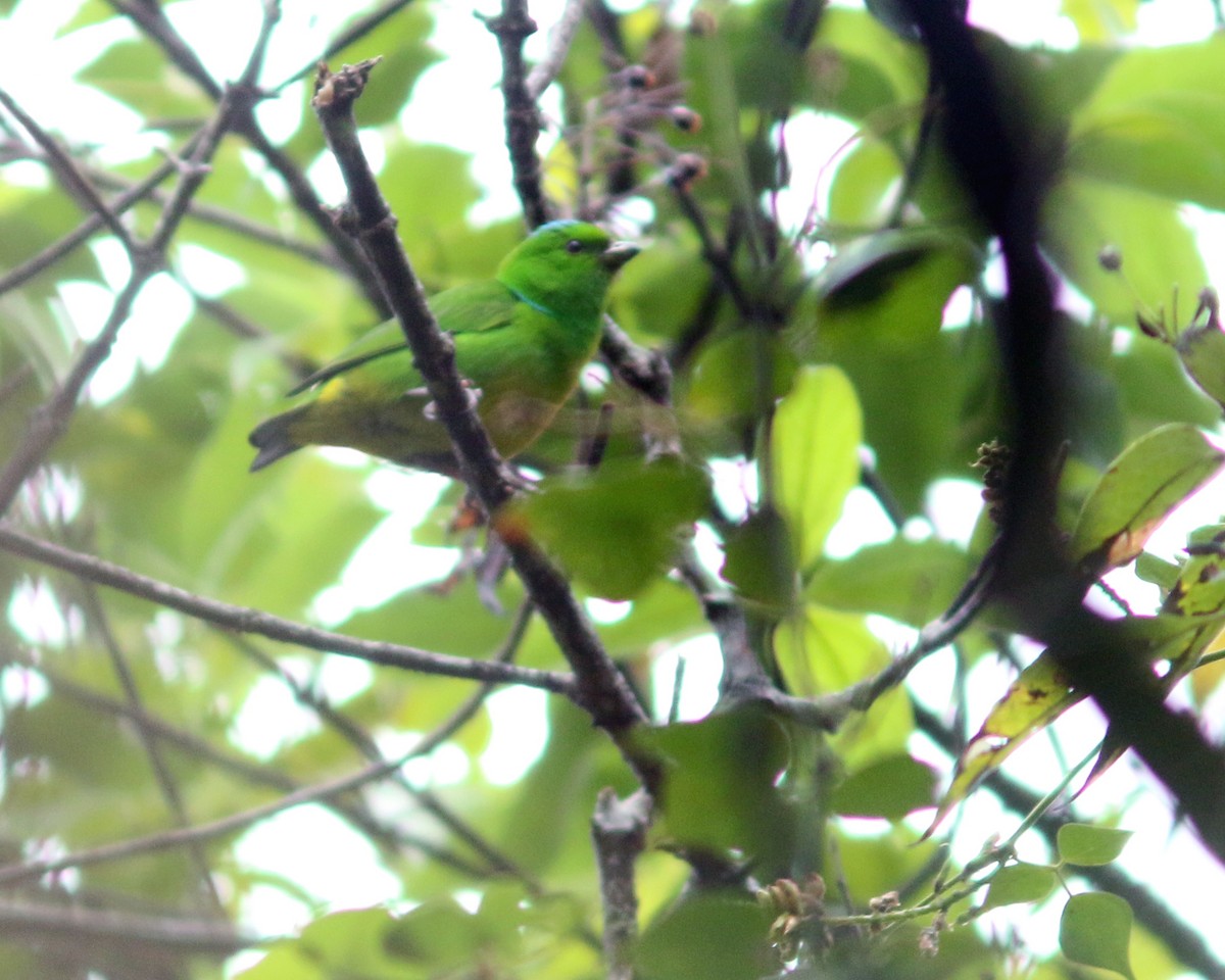 Blue-crowned Chlorophonia - ML625667636