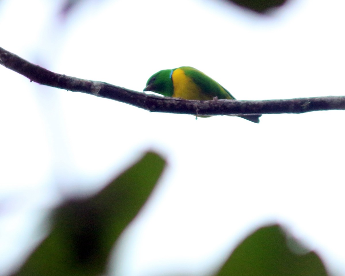 Blue-crowned Chlorophonia - ML625667637