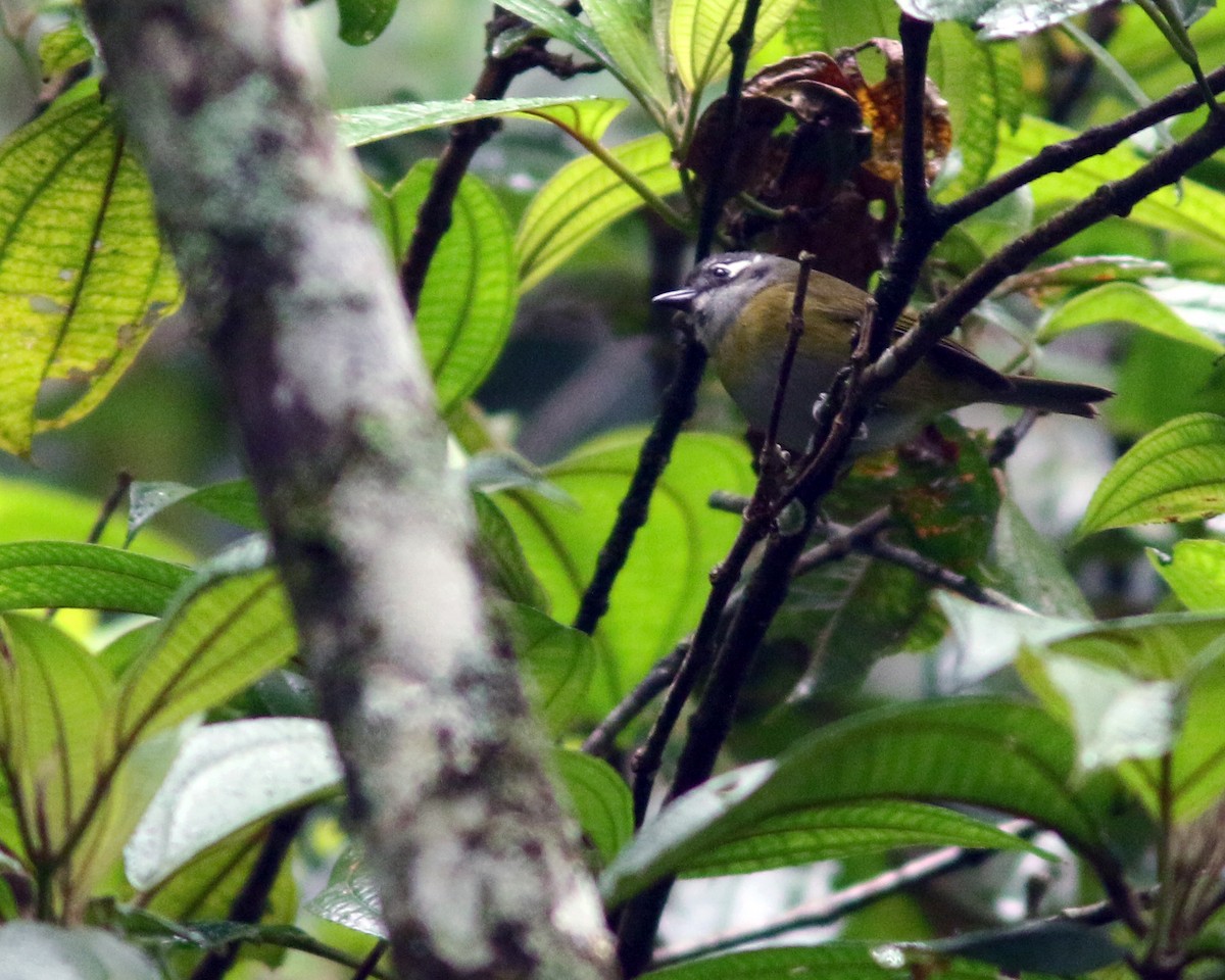 Common Chlorospingus - ML625667638