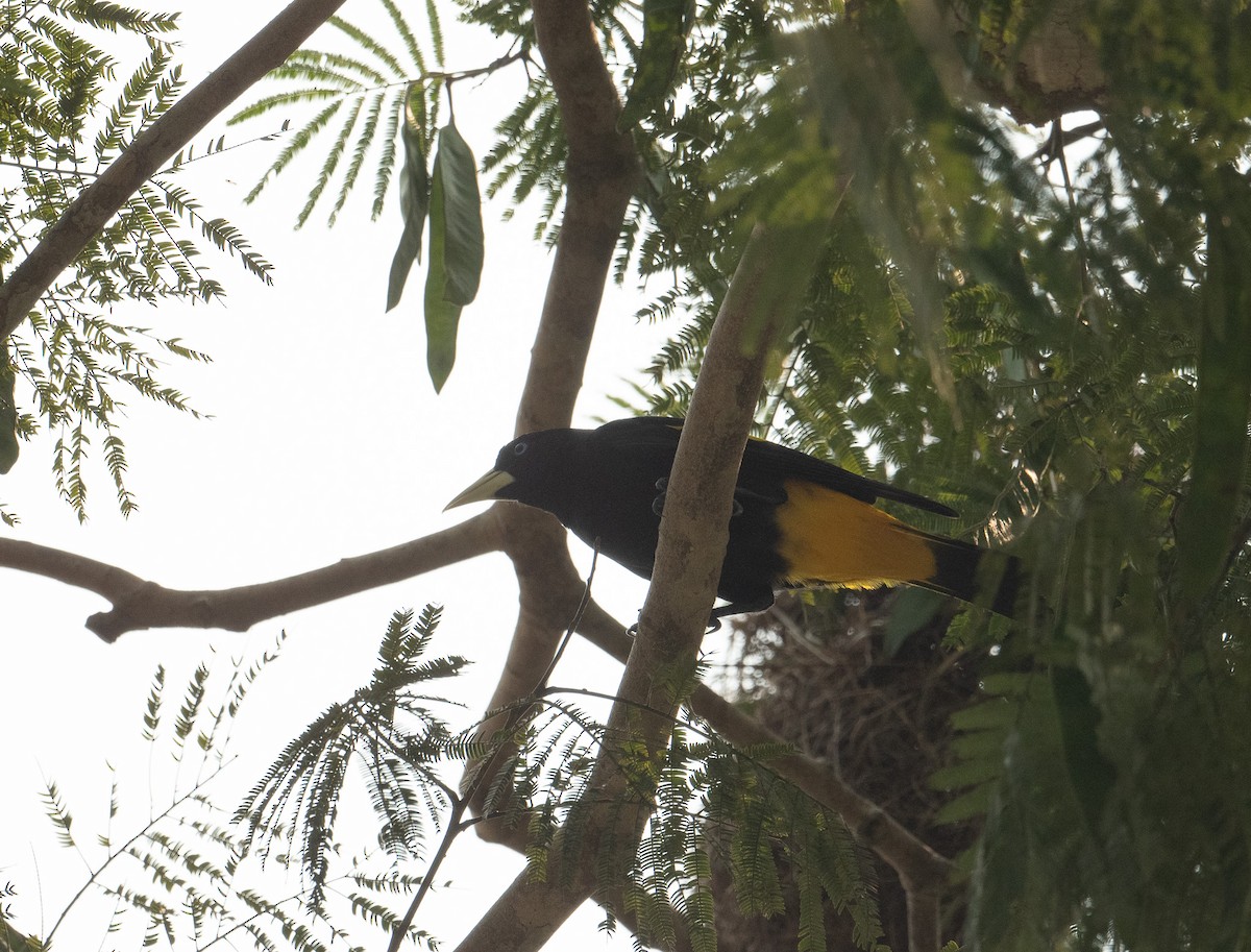 Yellow-rumped Cacique (Amazonian) - ML625667642