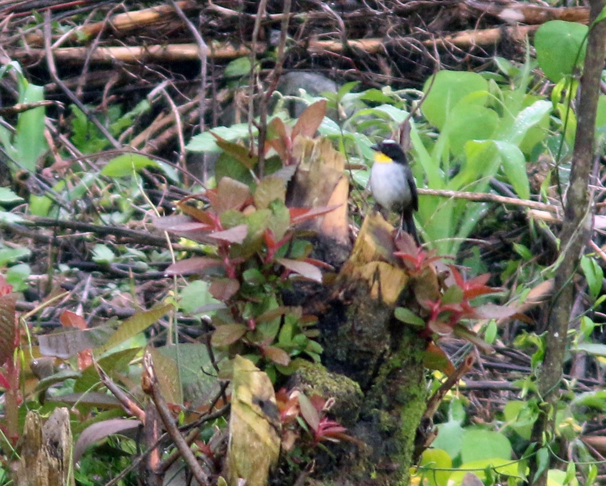 White-naped Brushfinch - ML625667646