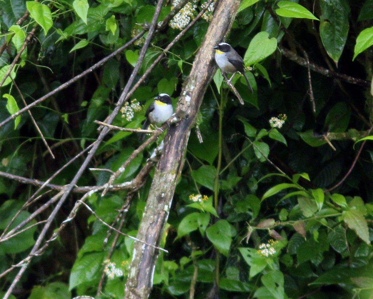 White-naped Brushfinch - ML625667647