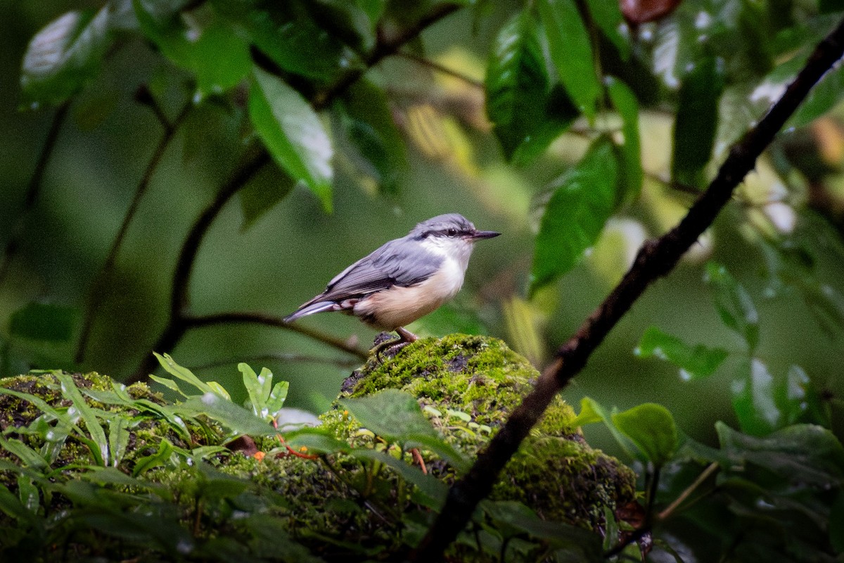 Eurasian Nuthatch (Buff-bellied) - ML625667678