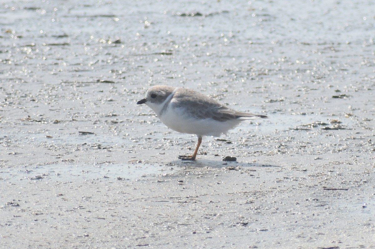 Piping Plover - ML625667799