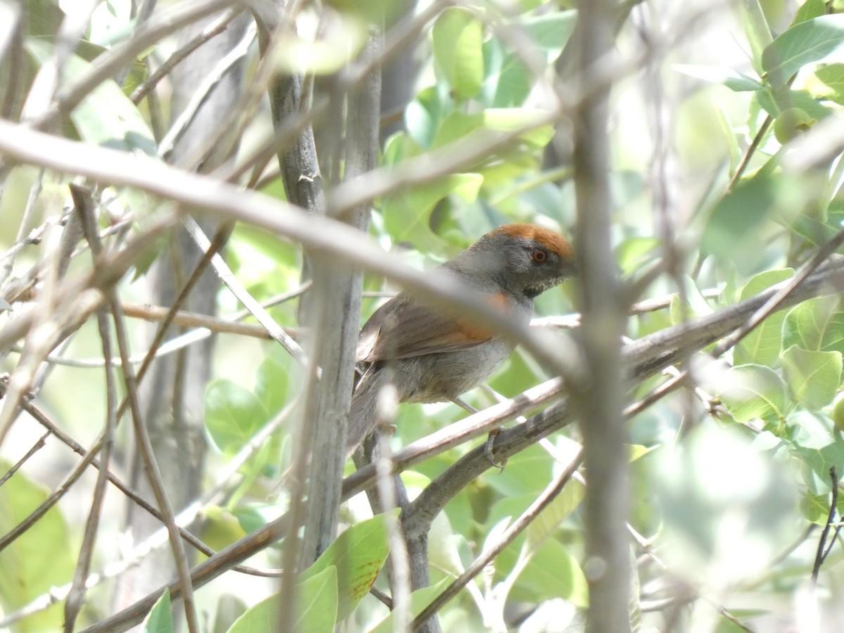 Spix's Spinetail - ML625667878