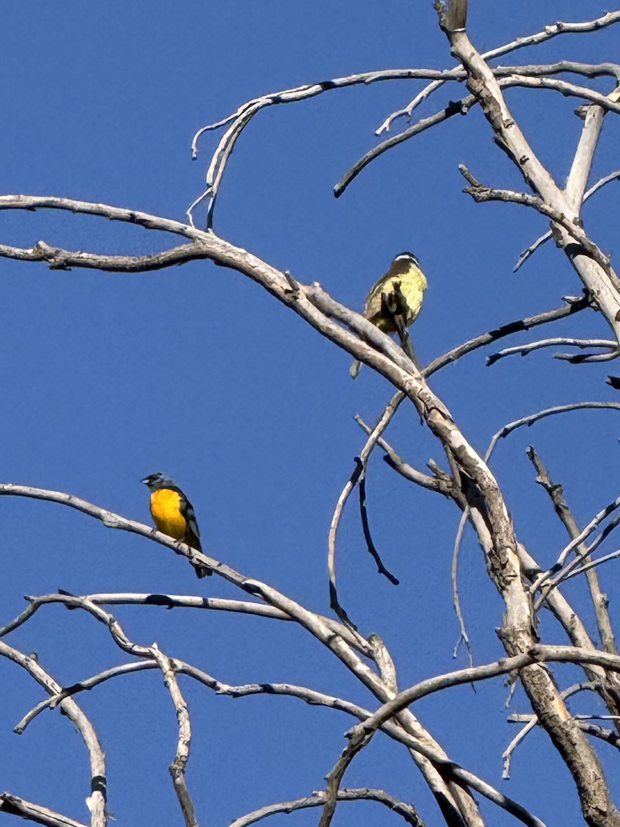 Blue-and-yellow Tanager - ML625668017