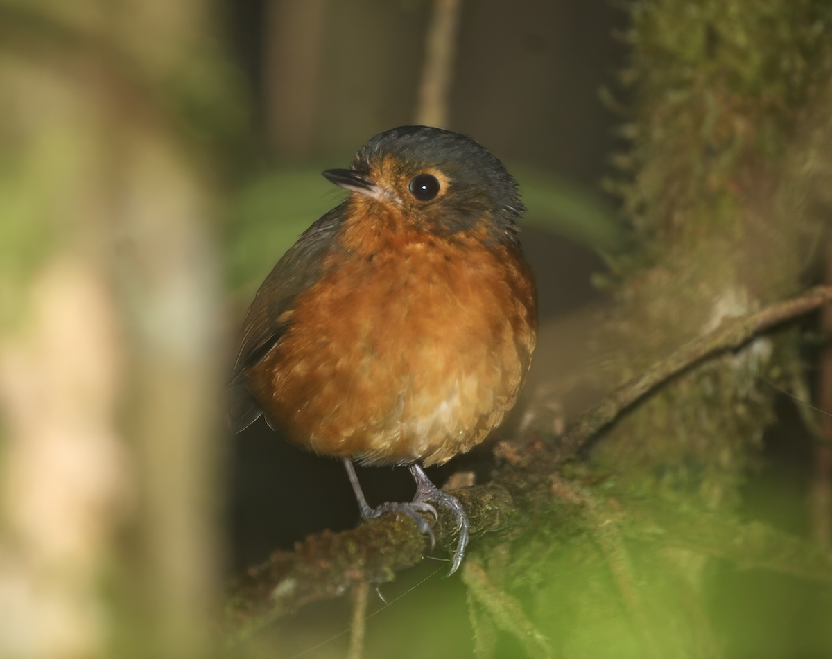 Slate-crowned Antpitta (Slate-crowned) - ML625668153
