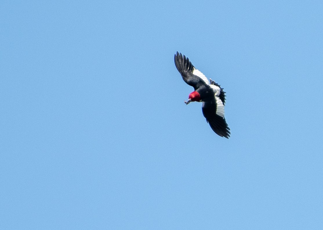 Red-headed Woodpecker - ML625668169