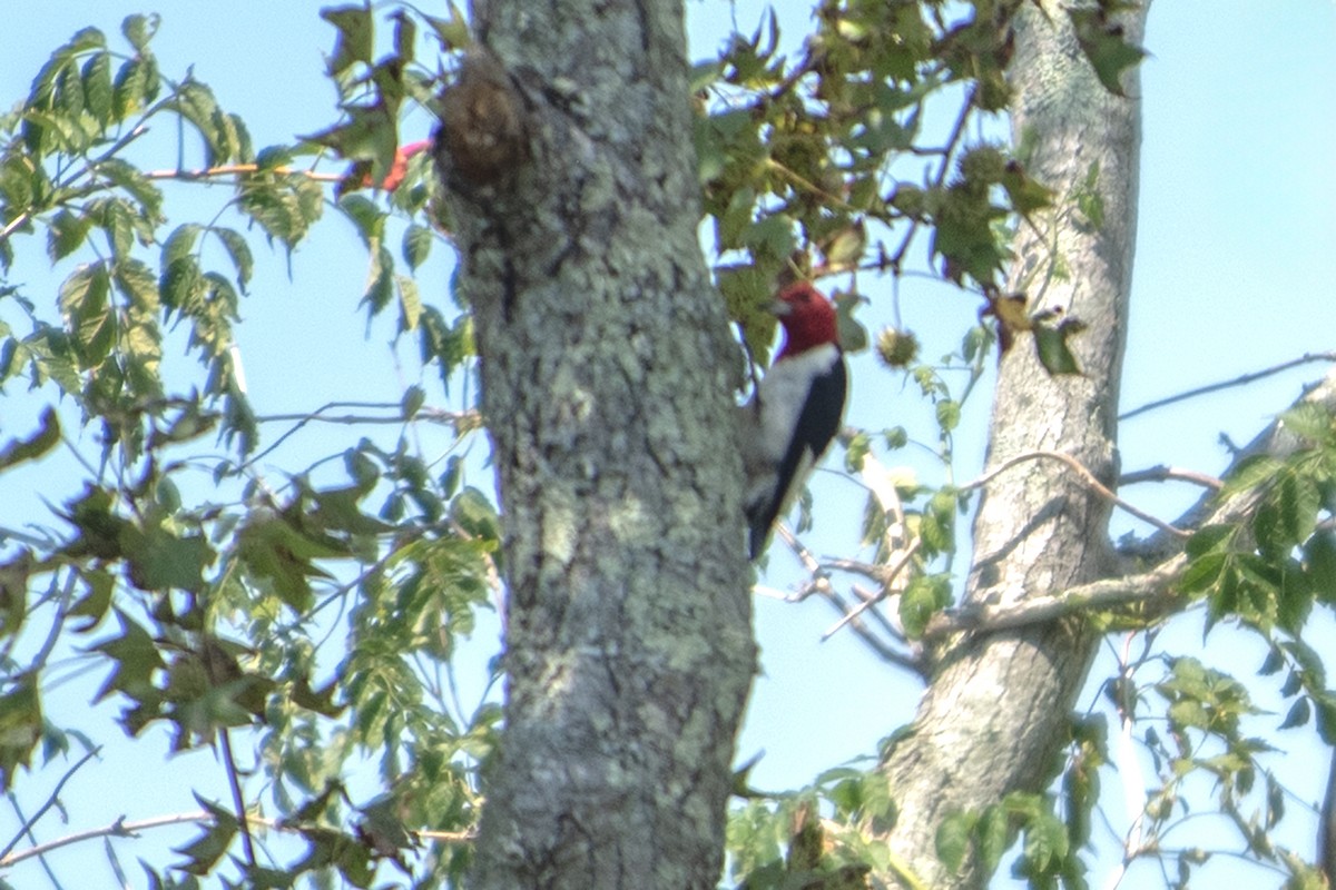 Red-headed Woodpecker - ML625668170