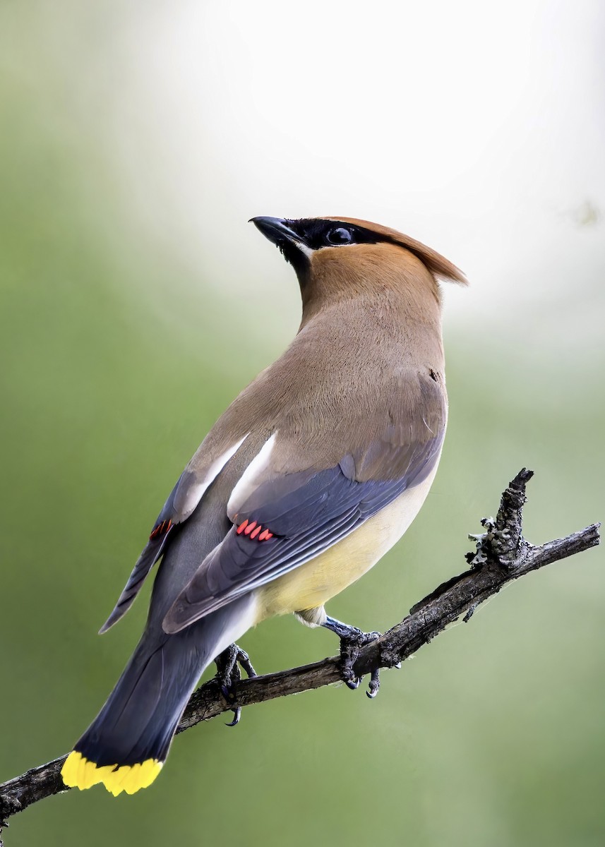 Cedar Waxwing - ML625668571