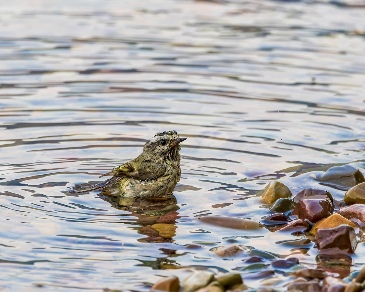 Golden-crowned Kinglet - ML625668678