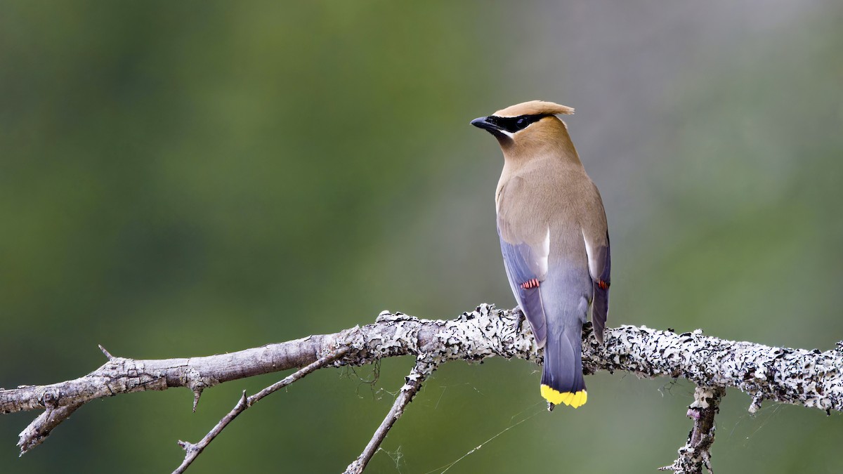 Cedar Waxwing - ML625668731