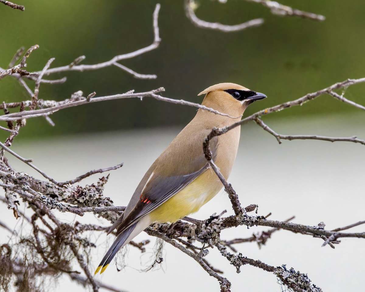 Cedar Waxwing - ML625668732