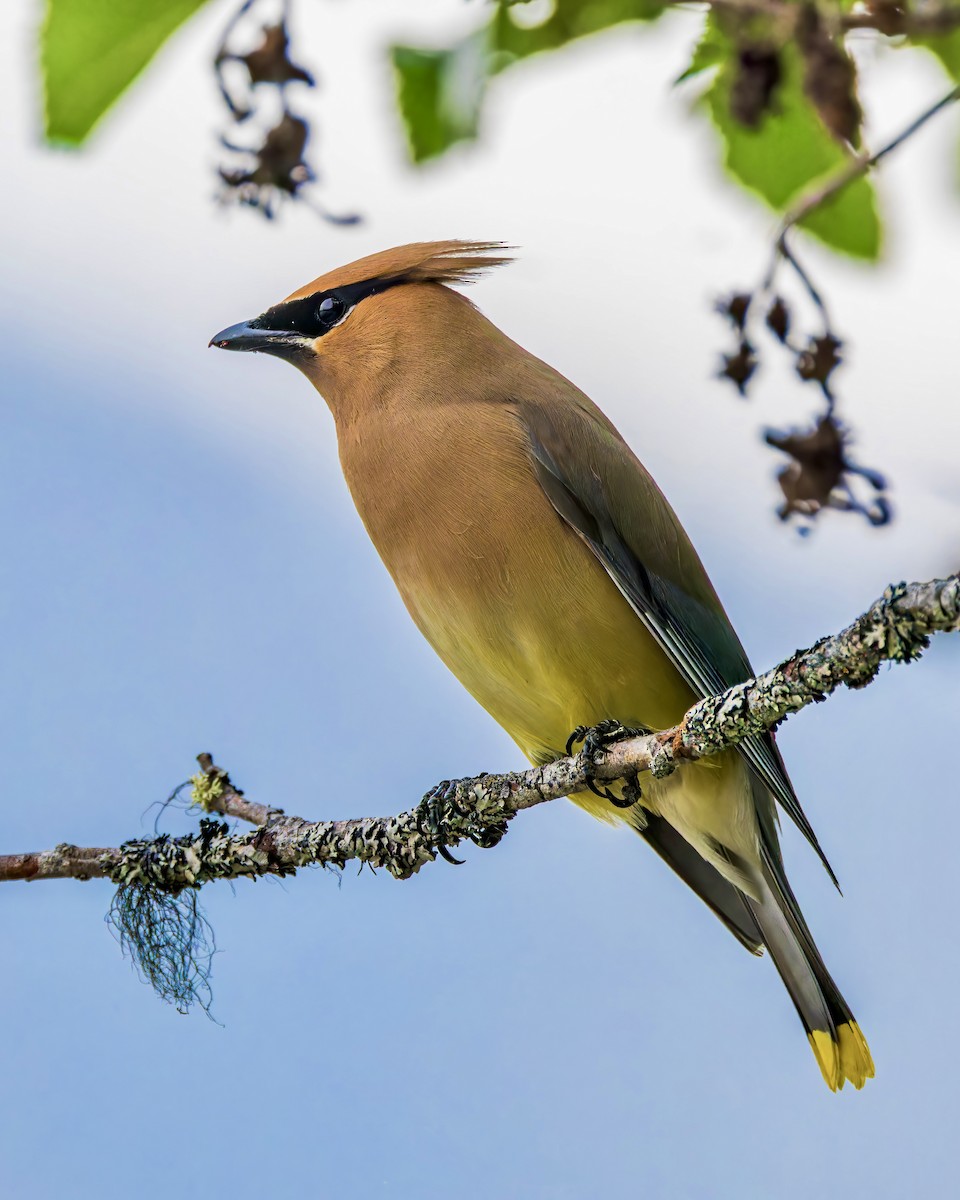 Cedar Waxwing - ML625668733