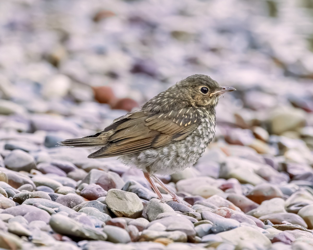 Swainson's Thrush - ML625668745