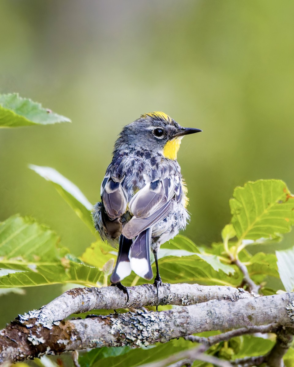 Yellow-rumped Warbler - ML625668776
