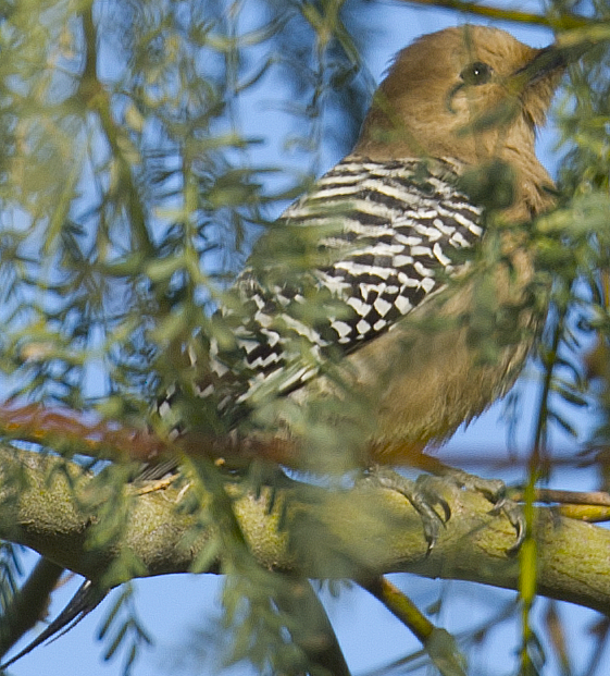 woodpecker sp. - ML625668788