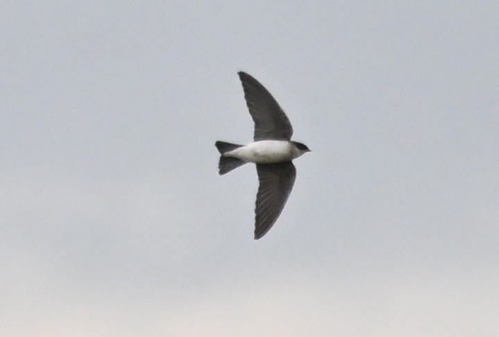 Tree Swallow - ML625668866