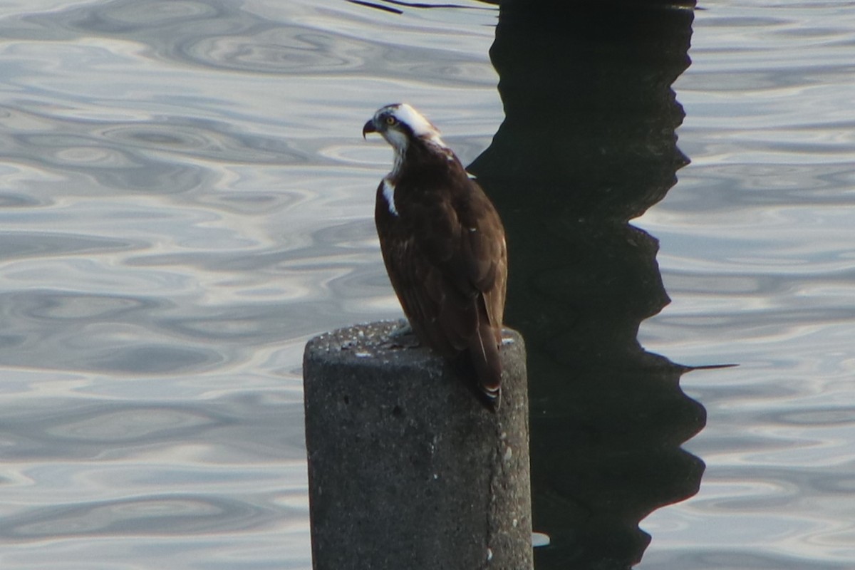 魚鷹(haliaetus) - ML625669330