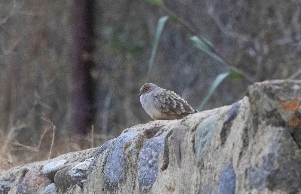 Bare-faced Ground Dove - ML625669672