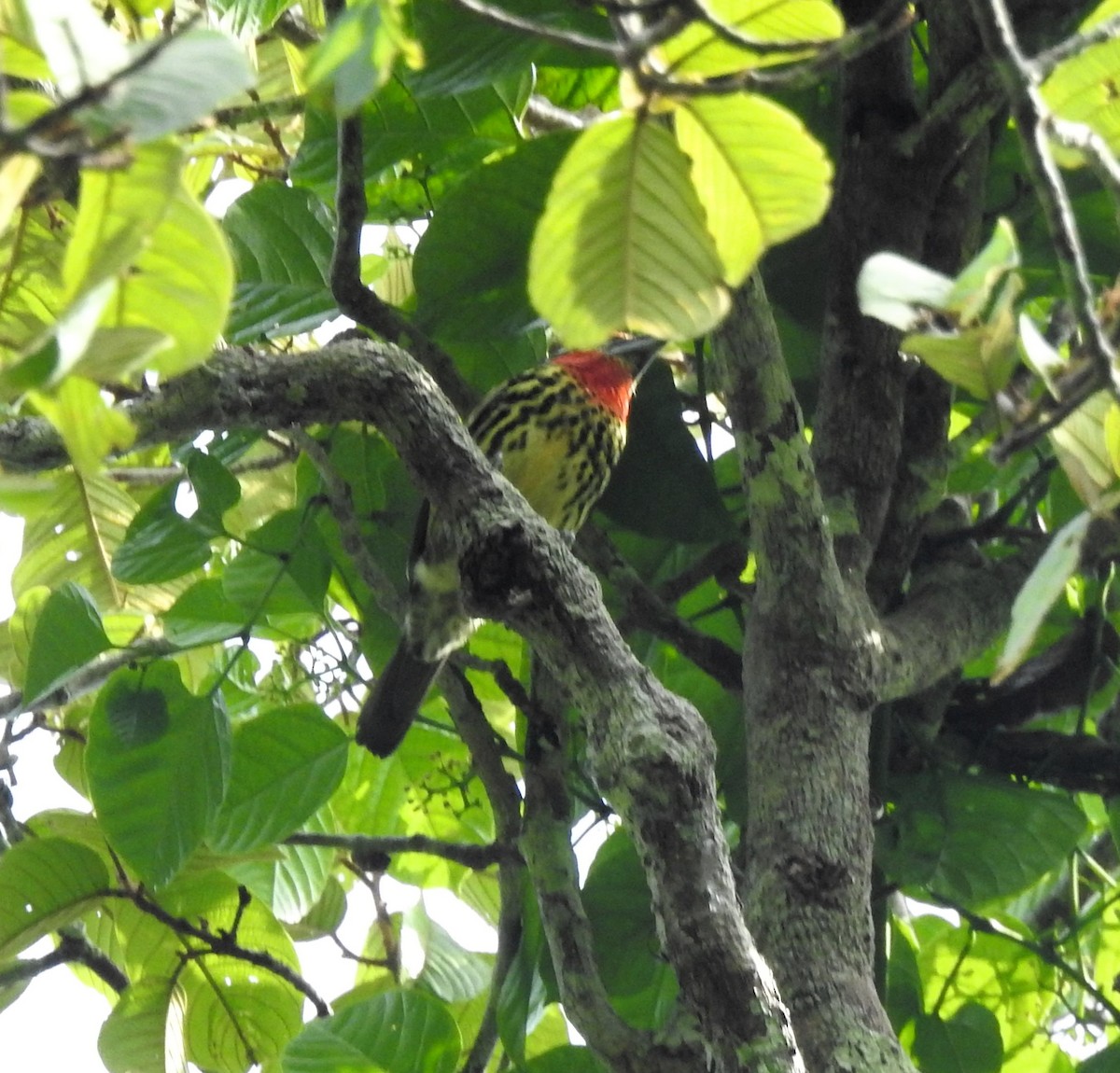 Gilded Barbet - ML625669937