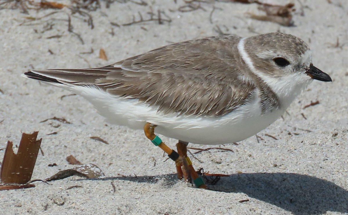 Piping Plover - ML625669975