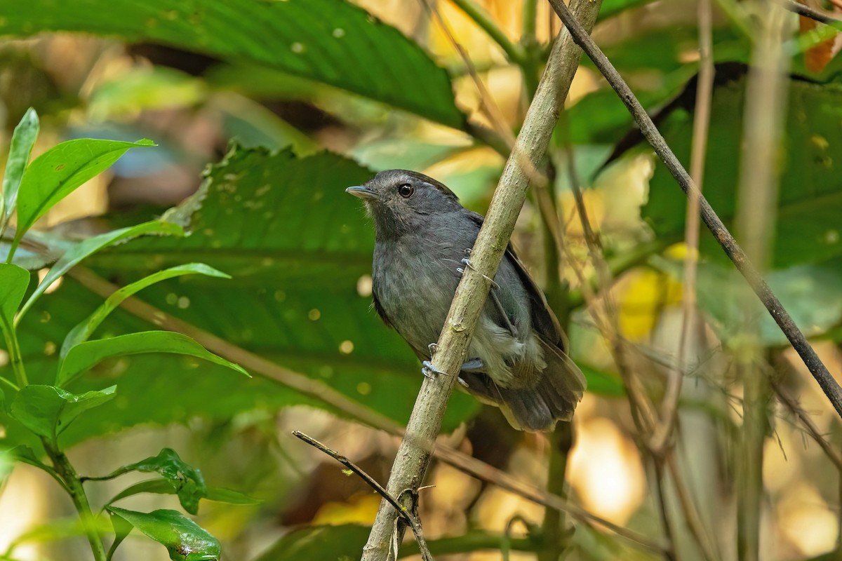Slaty Gnateater - ML625669977