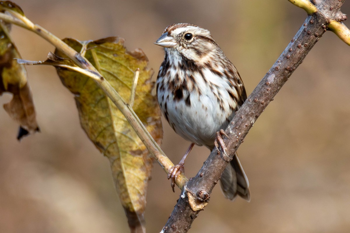 Song Sparrow - James Davis