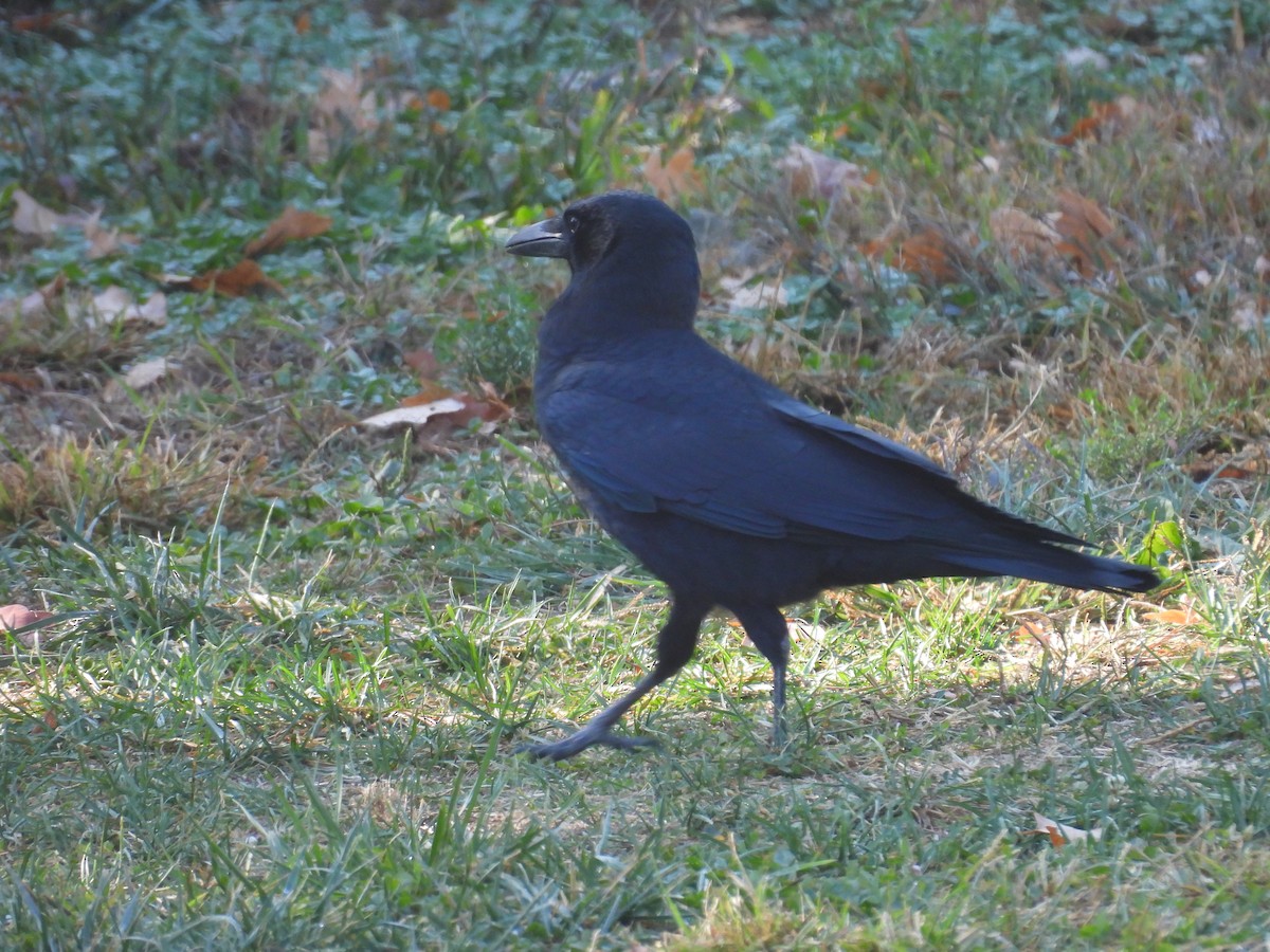American Crow - ML625670133