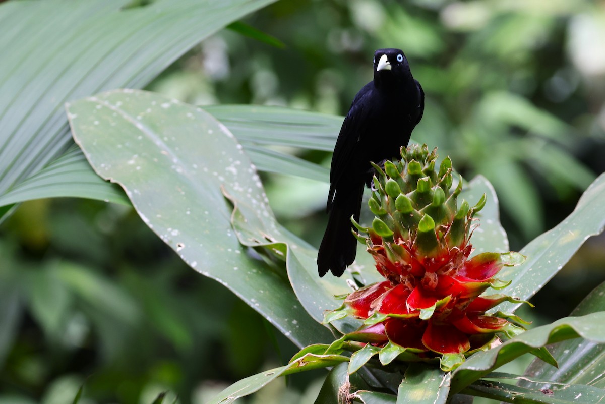 Scarlet-rumped Cacique - ML625670240