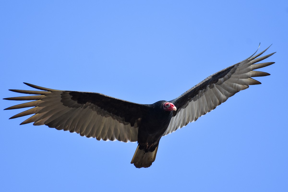 Turkey Vulture (Northern) - ML625670278