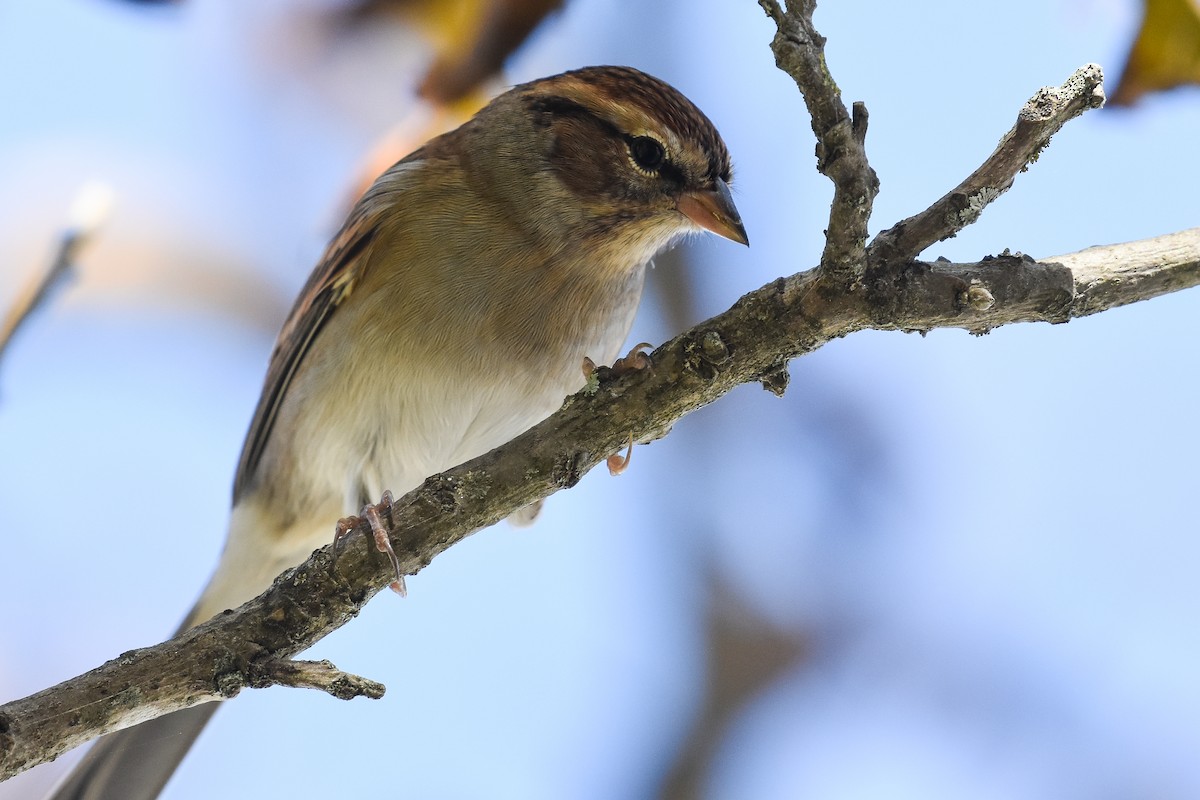 Chipping Sparrow - ML625670318
