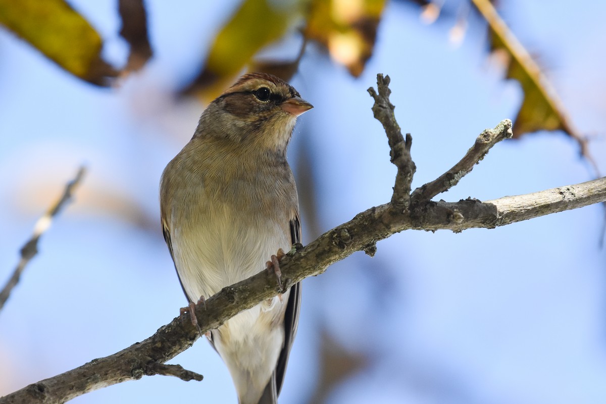 Chipping Sparrow - ML625670319