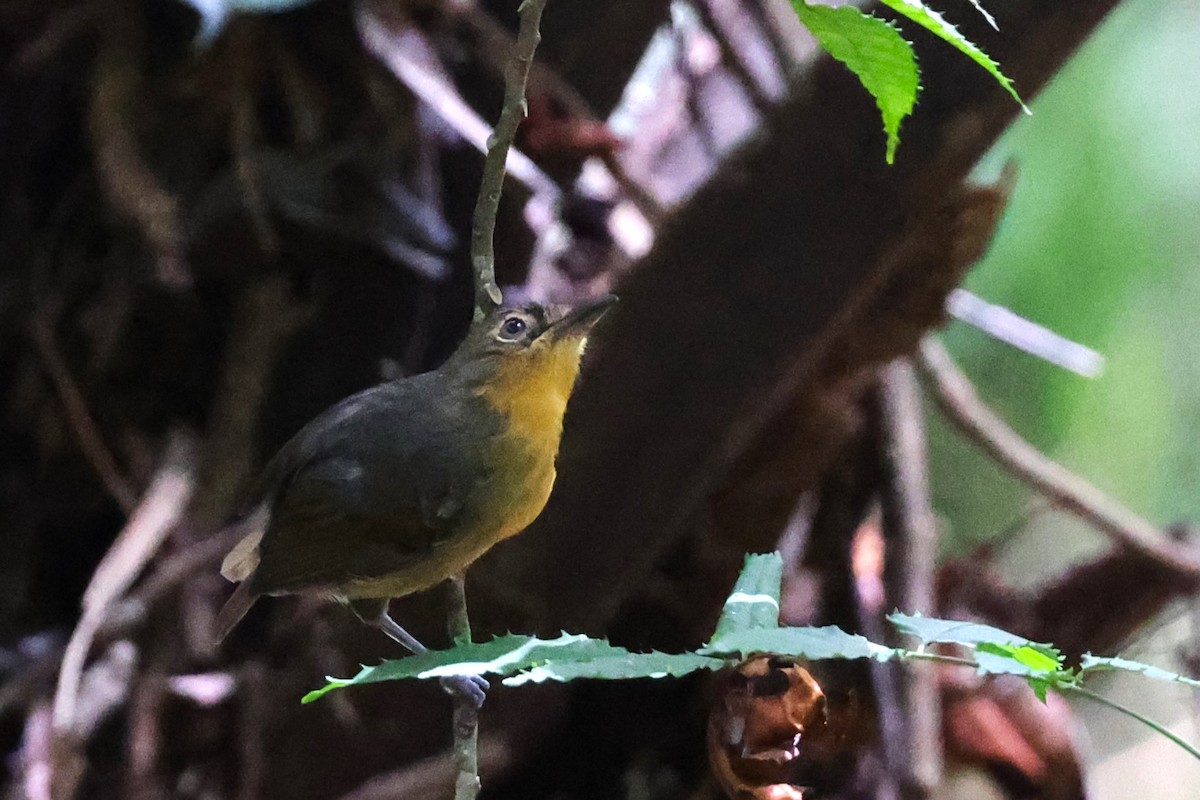 Dusky Antbird - ML625670329