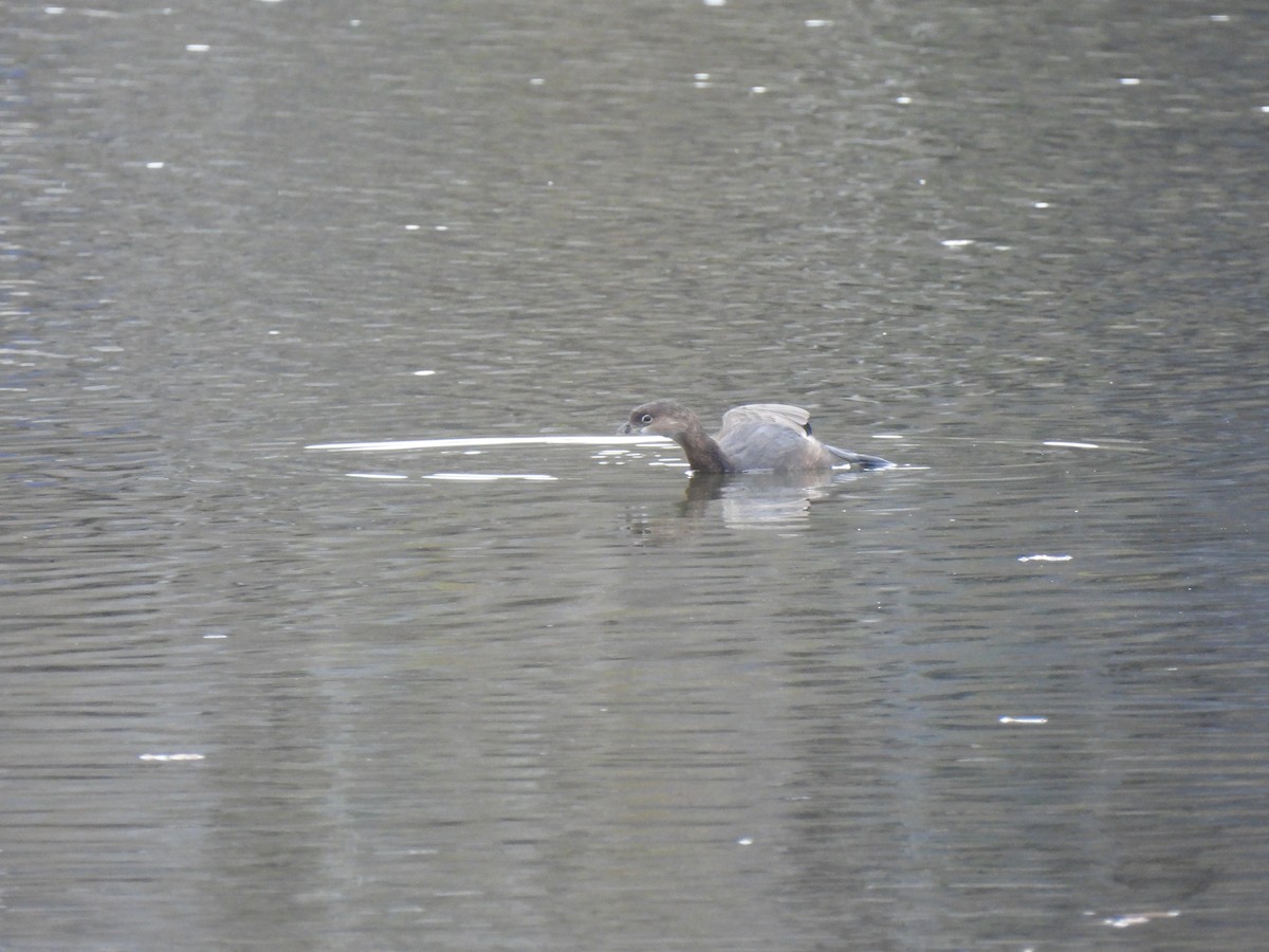 Pied-billed Grebe - ML625670459