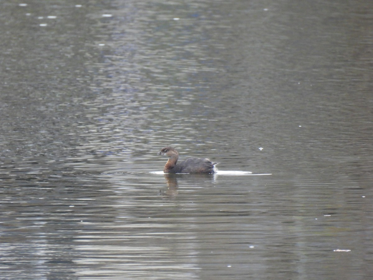 Pied-billed Grebe - ML625670461