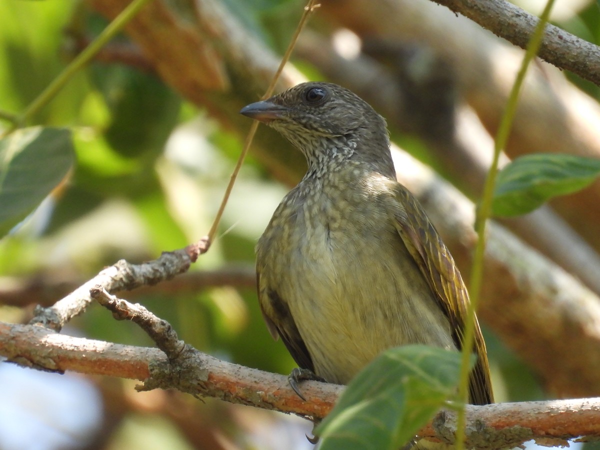 Scaly-throated Honeyguide - ML625670723