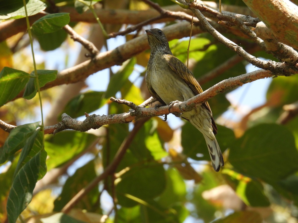 Scaly-throated Honeyguide - ML625670769