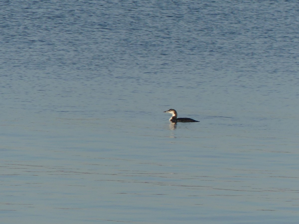 Common Loon - ML625670870