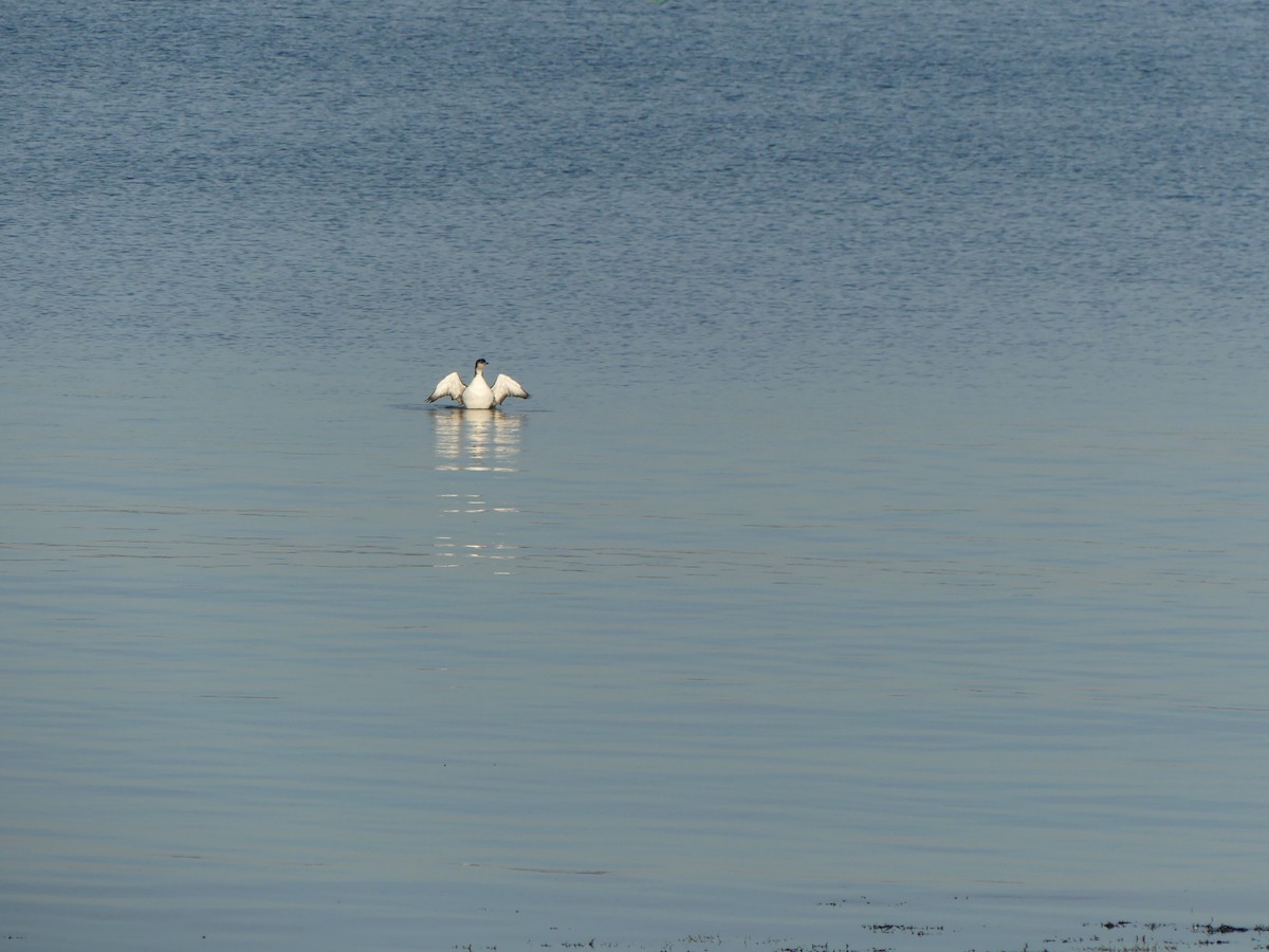 Common Loon - ML625670872