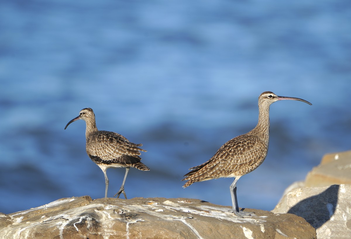 Whimbrel (Hudsonian) - ML625671230