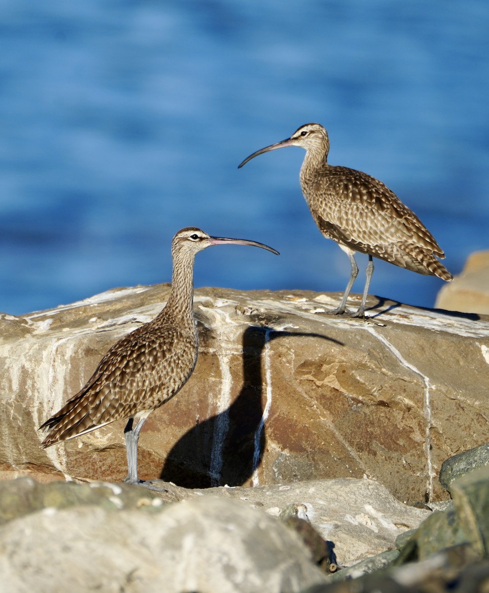 Whimbrel (Hudsonian) - ML625671231