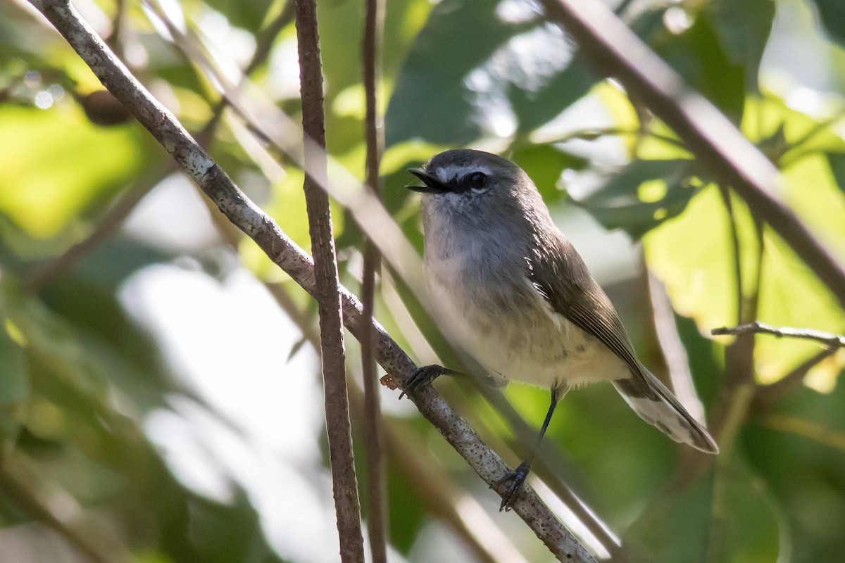 Brown Gerygone - ML62567131